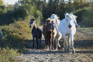 Camargue France - vagabondphotos.ch