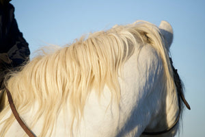 Camargue France - vagabondphotos.ch