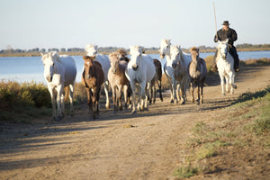 Camargue France - vagabondphotos.ch