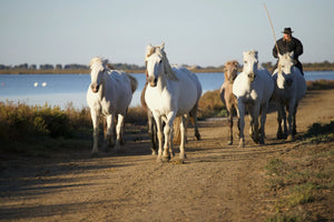 Camargue France - vagabondphotos.ch