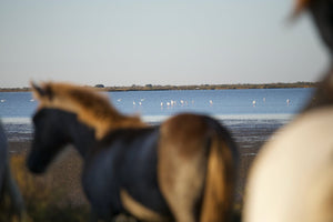 Camargue France - vagabondphotos.ch