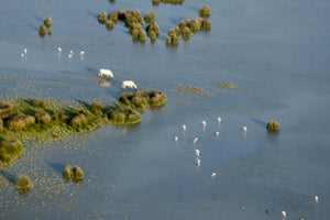 Camargue survol delta du Rhône format carte postale - vagabondphotos.ch