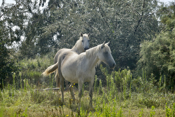 Chevaux - vagabondphotos.ch