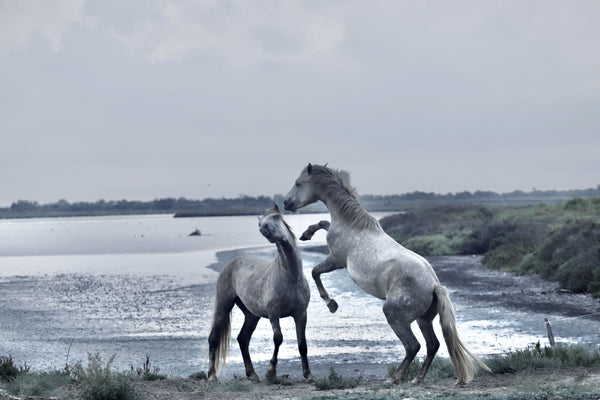 Chevaux - vagabondphotos.ch