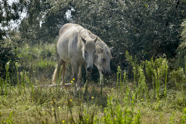 Chevaux - vagabondphotos.ch