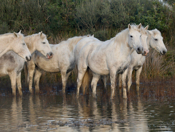 chevaux - vagabondphotos.ch