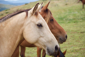 chevaux - vagabondphotos.ch