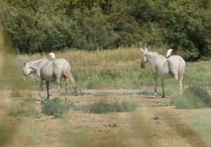 Chevaux - vagabondphotos.ch