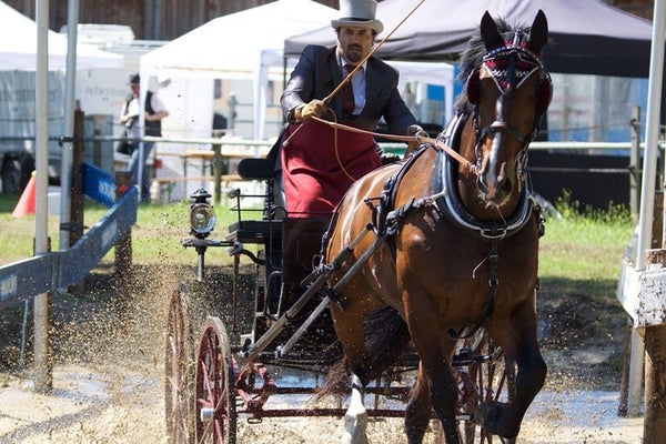 chevaux - vagabondphotos.ch