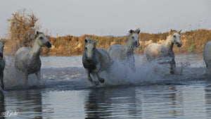 chevaux - vagabondphotos.ch