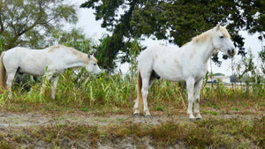 chevaux - vagabondphotos.ch