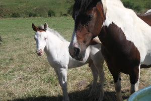 chevaux - vagabondphotos.ch