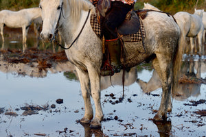 chevaux - vagabondphotos.ch