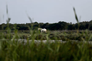 Chevaux - vagabondphotos.ch