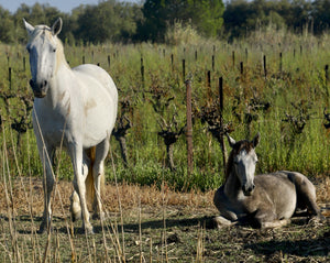 Chevaux - vagabondphotos.ch