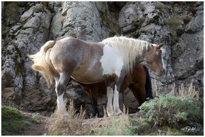 Chevaux. ardèche - vagabondphotos.ch