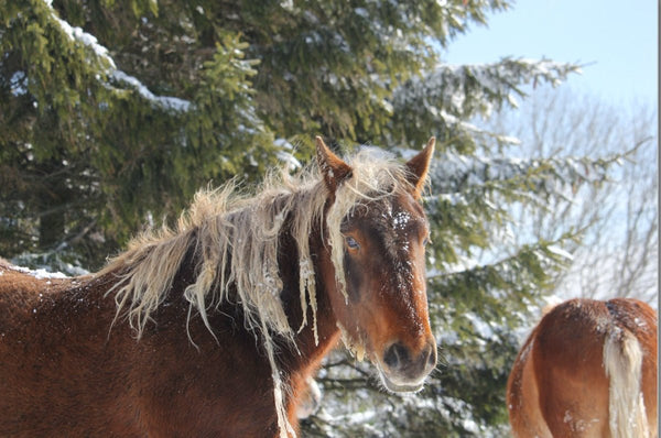 Chevaux, Ardèche, Haute Loire France - vagabondphotos.ch