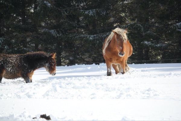 Chevaux, Ardèche, Haute Loire France - vagabondphotos.ch