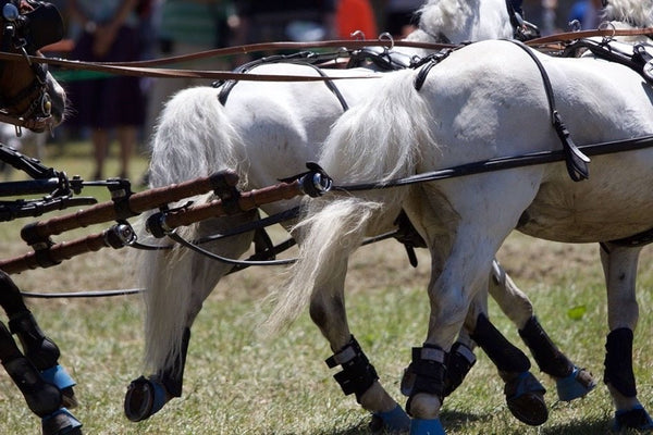 chevaux attelage - vagabondphotos.ch