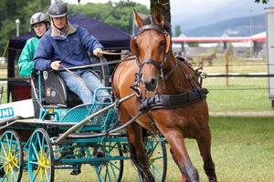 chevaux attelage - vagabondphotos.ch