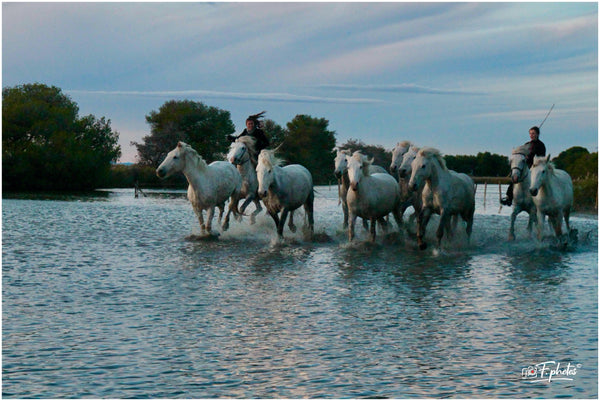 chevaux au galop - vagabondphotos.ch