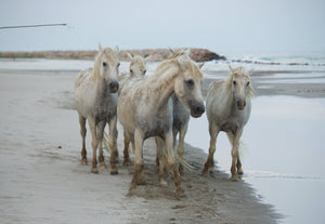 chevaux blanc - vagabondphotos.ch