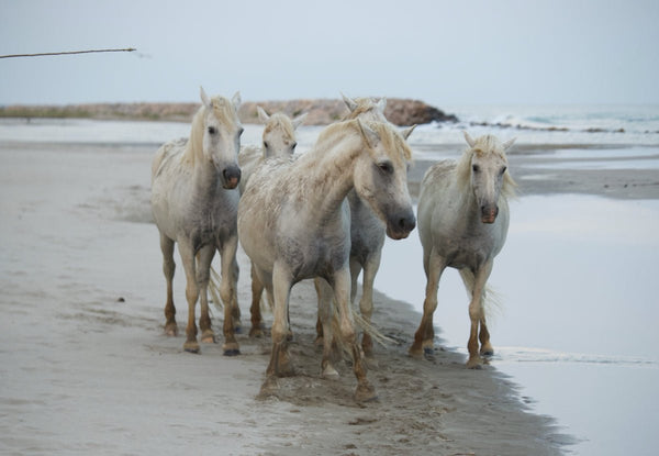 chevaux blanc - vagabondphotos.ch