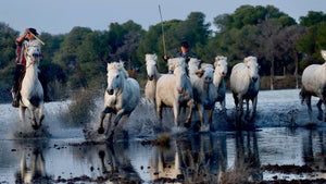 chevaux Camargue - vagabondphotos.ch