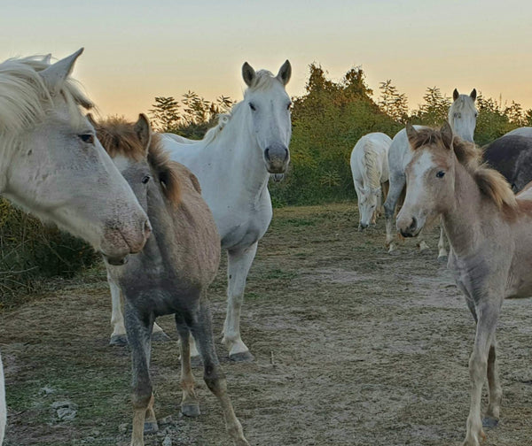 chevaux Camargue - vagabondphotos.ch