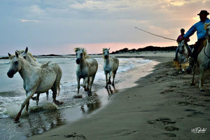 chevaux Camargue - vagabondphotos.ch