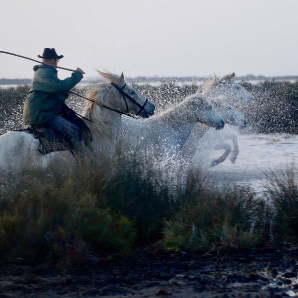 chevaux Camargue - vagabondphotos.ch