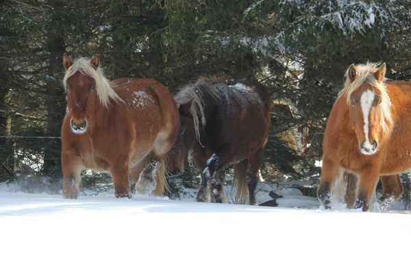 Chevaux dans la neige - vagabondphotos.ch