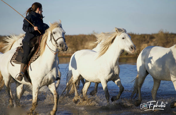 chevaux dans les marais - vagabondphotos.ch