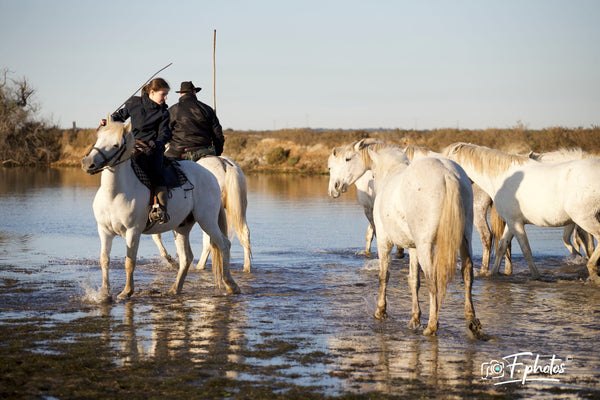 chevaux dans les marais - vagabondphotos.ch