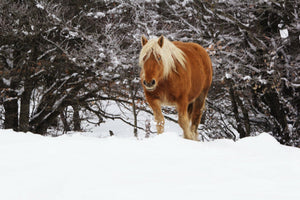 Chevaux de France Ardèche, Haute Loire - vagabondphotos.ch