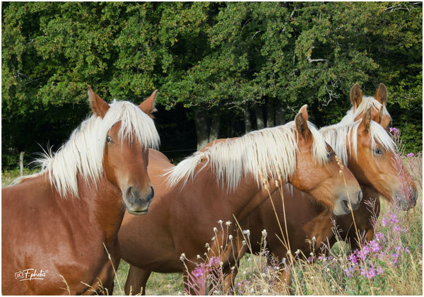 Chevaux en Ardèche - vagabondphotos.ch