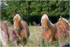 Chevaux en Ardèche - vagabondphotos.ch