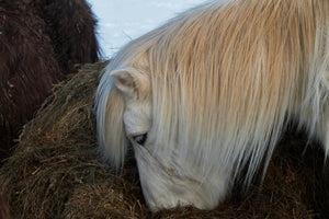 Chevaux Islandais - vagabondphotos.ch