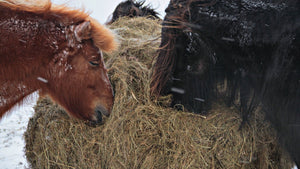 chevaux Islandais - vagabondphotos.ch