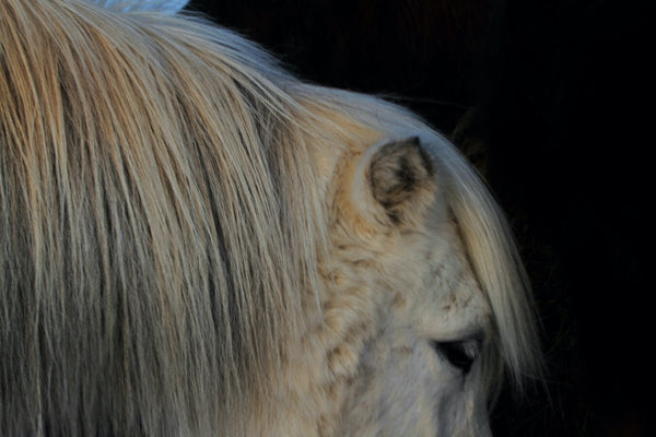 Chevaux Islandais - vagabondphotos.ch