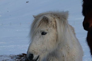 Chevaux Islandais - vagabondphotos.ch