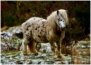 chevaux neige - vagabondphotos.ch