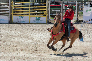 chevaux1 - vagabondphotos.ch