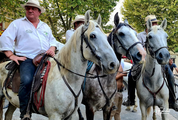 chevauxcanargue - vagabondphotos.ch