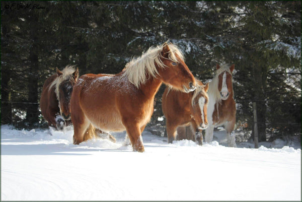 cheveauxneige - vagabondphotos.ch