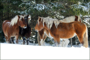 cheveauxneige - vagabondphotos.ch