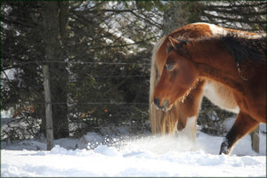 cheveauxneige - vagabondphotos.ch