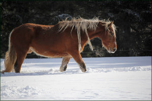 cheveauxneige - vagabondphotos.ch