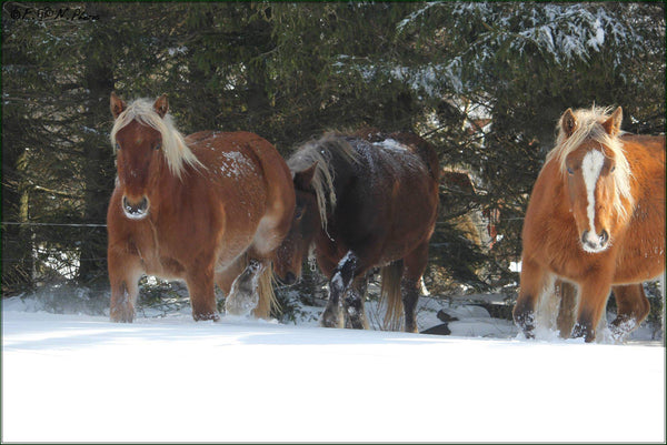 cheveauxneige - vagabondphotos.ch