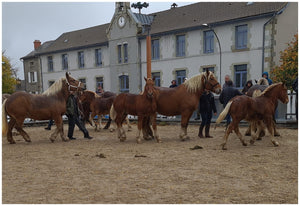 Fay-sur-Lignon, Foire de chevaux - vagabondphotos.ch